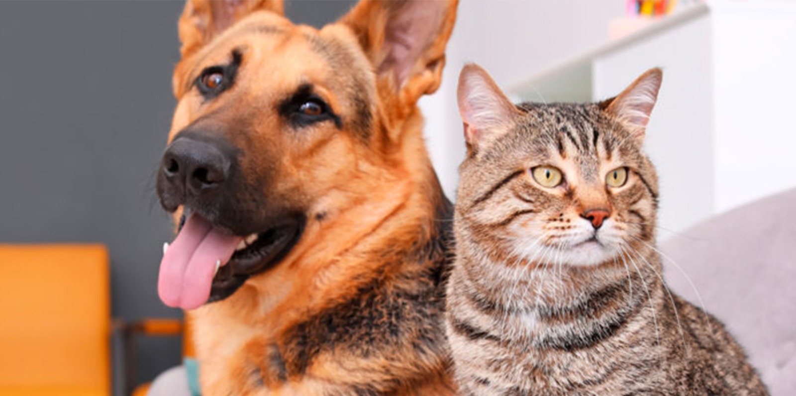 Vargem Alta adere ao programa estadual de bem-estar Animal Pet Vida